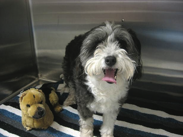 Oreo the dog enjoying the use of his new implant.